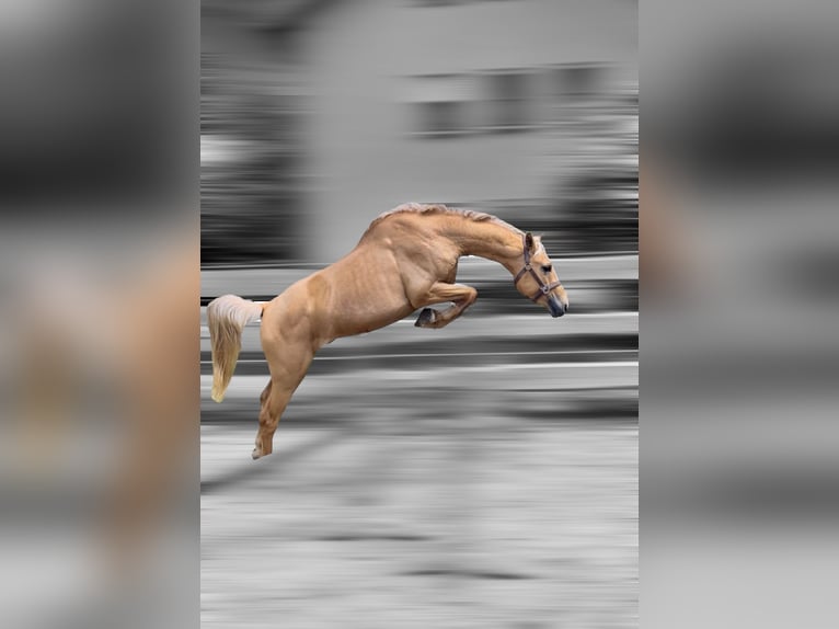 Anglo European Studbook Stallion Palomino in Gründau Anglo European Studbook Stallion Palomino in Gründau