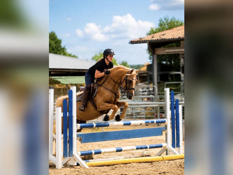 Anglo European Studbook Stallion Palomino in Gründau