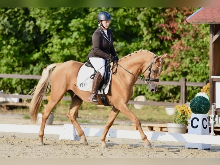 Anglo European Studbook Stallion Palomino in Gründau