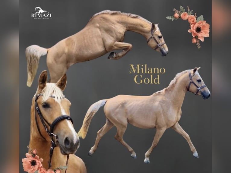 Anglo European Studbook Stallion Palomino in Gr&#xFC;ndau