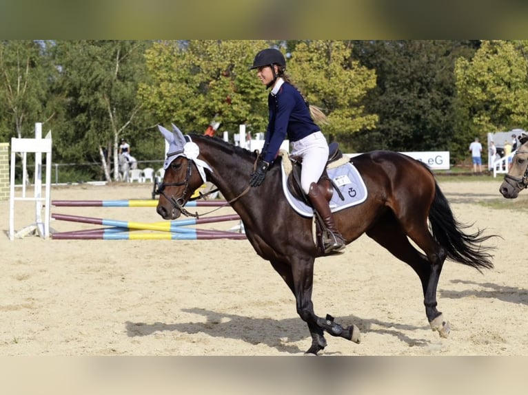 Anglo European Studbook Stute 10 Jahre 164 cm Dunkelbrauner in Bad Marienberg