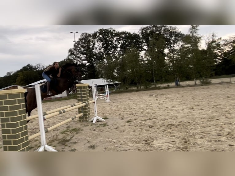 Anglo European Studbook Stute 10 Jahre 164 cm Dunkelbrauner in Bad Marienberg
