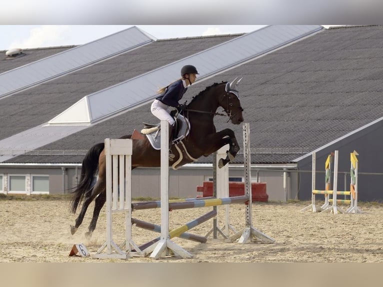 Anglo European Studbook Stute 10 Jahre 164 cm Dunkelbrauner in Bad Marienberg