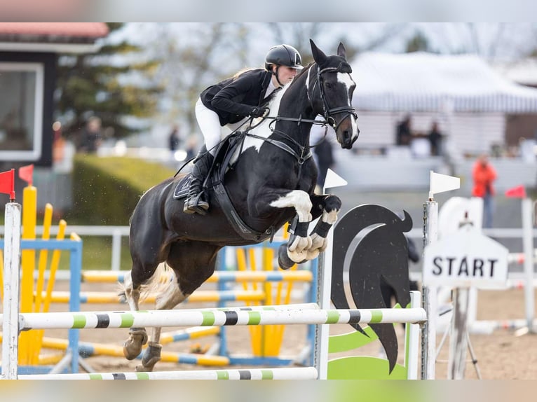 Anglo European Studbook Stute 10 Jahre 165 cm Schecke in Prague