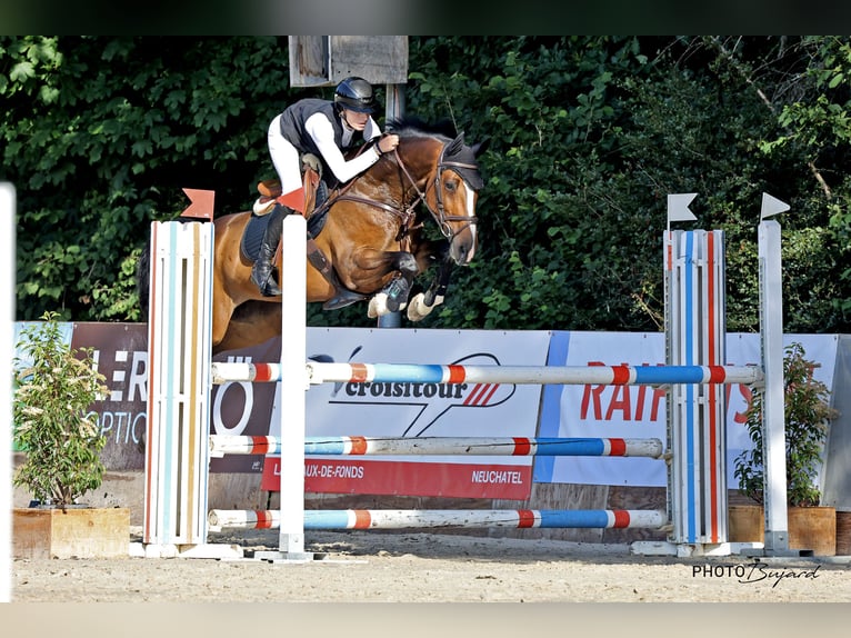 Anglo European Studbook Stute 10 Jahre 166 cm Brauner in Hintermoos