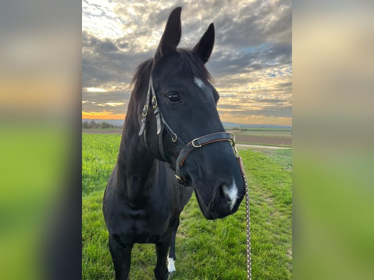 Anglo European Studbook Stute 11 Jahre 168 cm Rappe in Butzbach