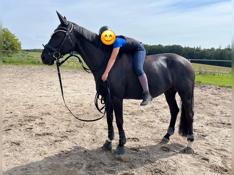 Anglo European Studbook Stute 11 Jahre 168 cm Rappe in Butzbach