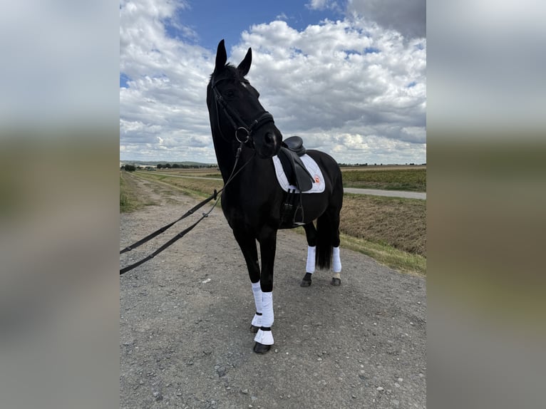 Anglo European Studbook Stute 11 Jahre 168 cm Rappe in Butzbach