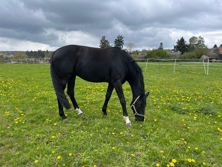 Anglo European Studbook Stute 11 Jahre 168 cm Rappe in Butzbach
