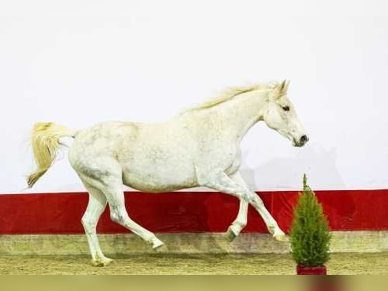Anglo European Studbook Stute 12 Jahre 167 cm Schimmel in Eibergen