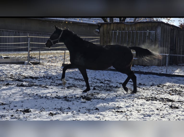 Anglo European Studbook Stute 12 Jahre 175 cm Dunkelbrauner in Trochtelfingen