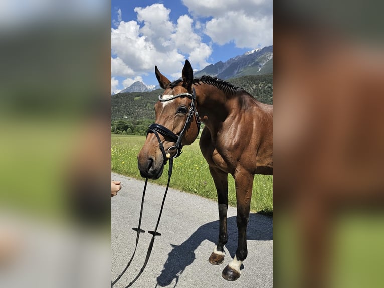 Anglo European Studbook Stute 13 Jahre 166 cm Brauner in Serfaus
