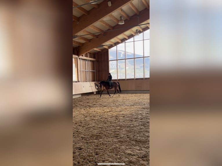 Anglo European Studbook Stute 13 Jahre 166 cm Brauner in Serfaus