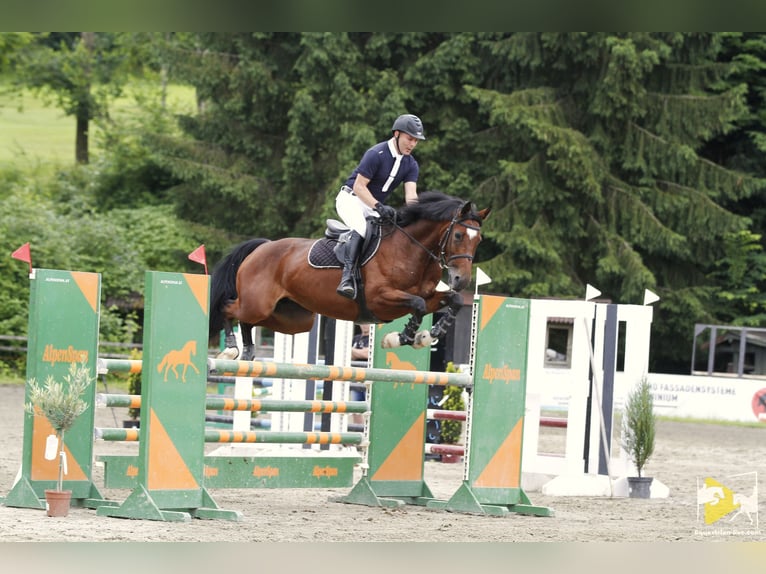 Anglo European Studbook Stute 13 Jahre 166 cm Brauner in Serfaus