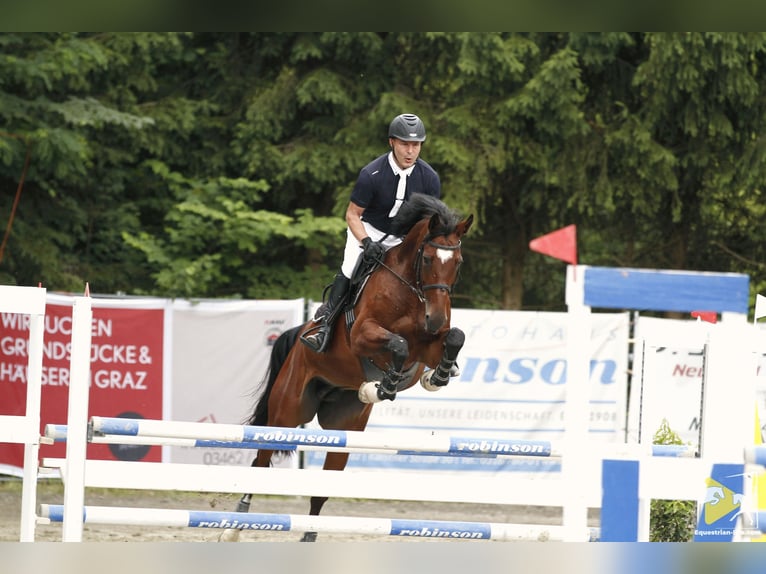 Anglo European Studbook Stute 13 Jahre 166 cm Brauner in Serfaus