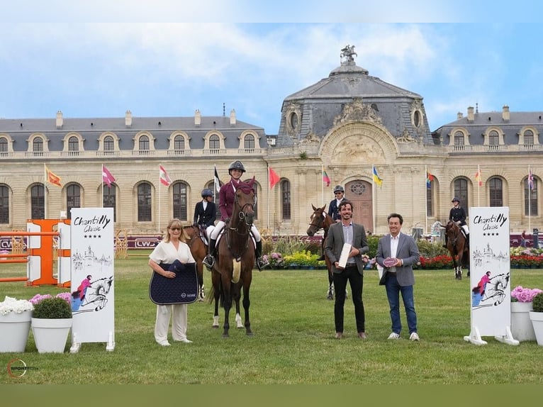 Anglo European Studbook Stute 14 Jahre 166 cm Dunkelbrauner in Haneffe