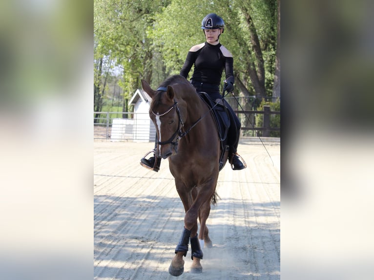 Anglo European Studbook Stute 15 Jahre 172 cm Fuchs in Affligem