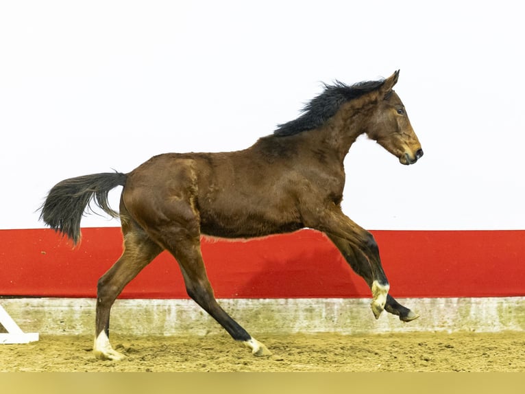 Anglo European Studbook Stute 1 Jahr 140 cm  in Waddinxveen