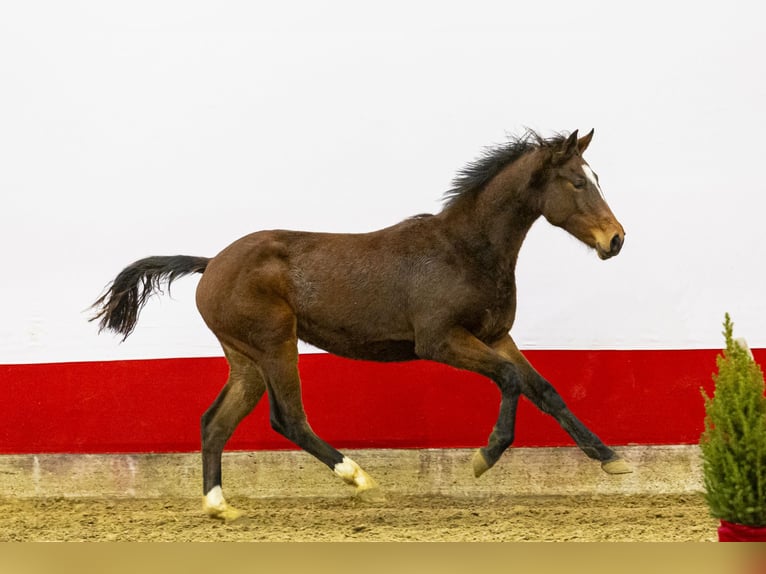 Anglo European Studbook Stute 1 Jahr 145 cm Brauner in Waddinxveen