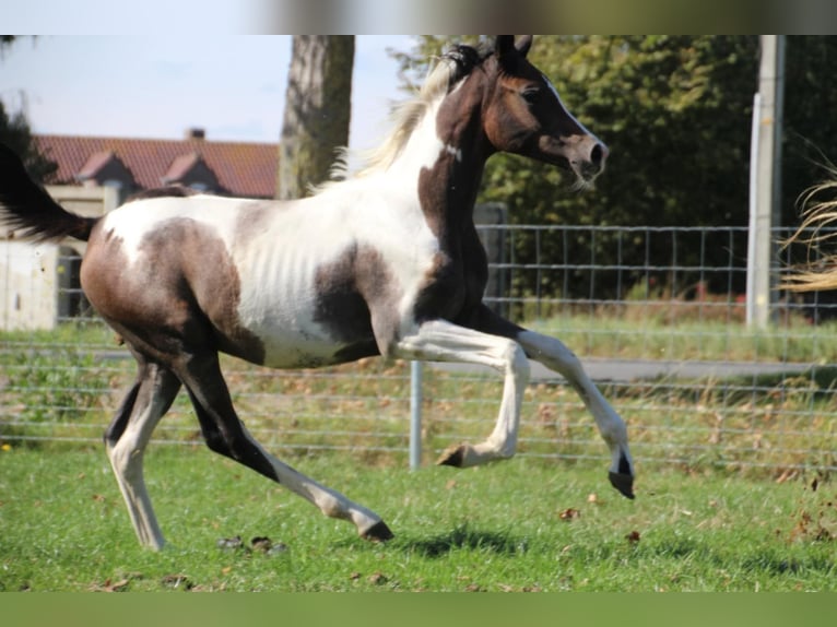 Anglo European Studbook Stute 1 Jahr 160 cm Schecke in Westrozebeke