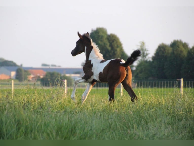 Anglo European Studbook Stute 1 Jahr 160 cm Schecke in Westrozebeke