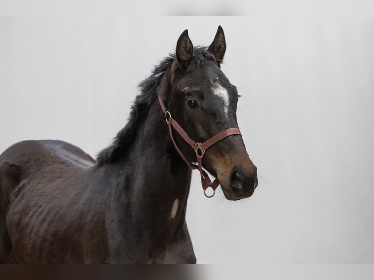 Anglo European Studbook Stute 2 Jahre 148 cm Dunkelbrauner in Waddinxveen