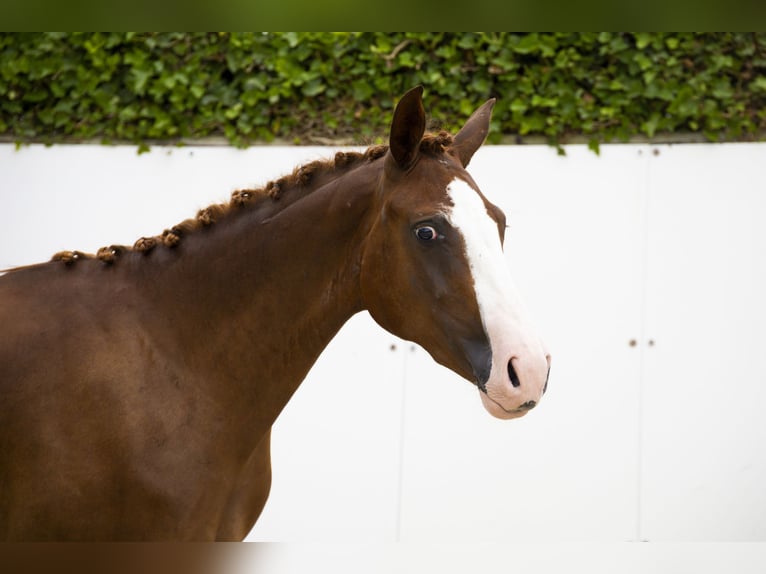 Anglo European Studbook Stute 2 Jahre 150 cm Fuchs in Waddinxveen