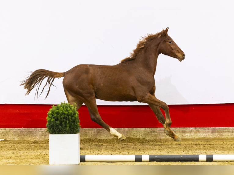 Anglo European Studbook Stute 2 Jahre 152 cm Dunkelfuchs in Waddinxveen