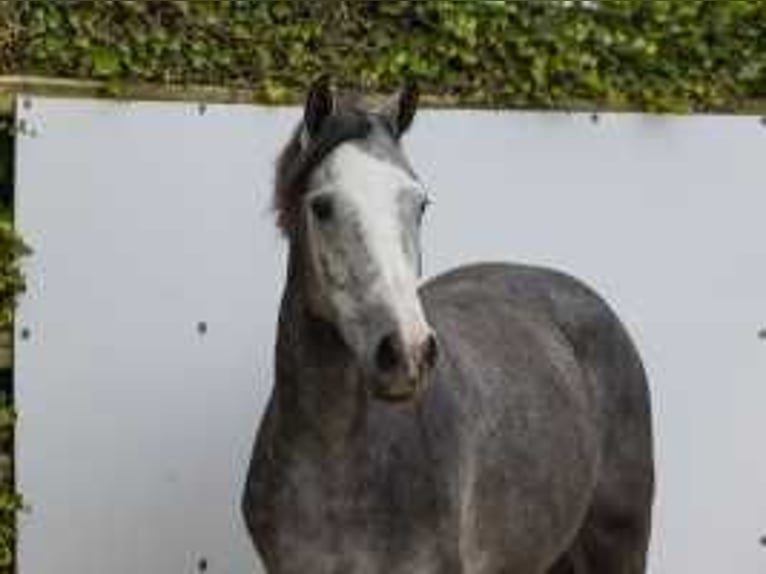 Anglo European Studbook Stute 2 Jahre 158 cm Schimmel in Waddinxveen