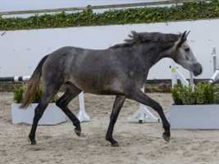 Anglo European Studbook Stute 2 Jahre 158 cm Schimmel in Waddinxveen