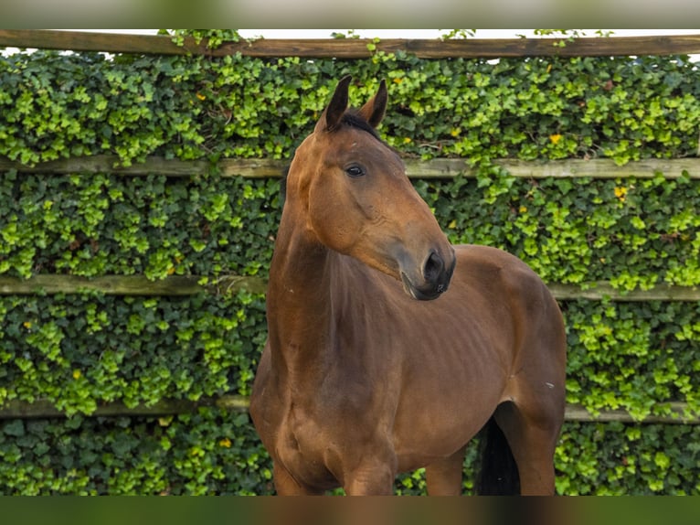 Anglo European Studbook Stute 2 Jahre 166 cm Brauner in Waddinxveen Anglo European Studbook Stute 2 Jahre 166 cm Brauner in Waddinxveen