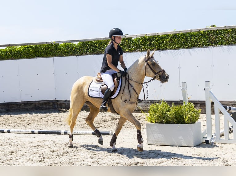Anglo European Studbook Stute 3 Jahre 145 cm Palomino in Waddinxveen