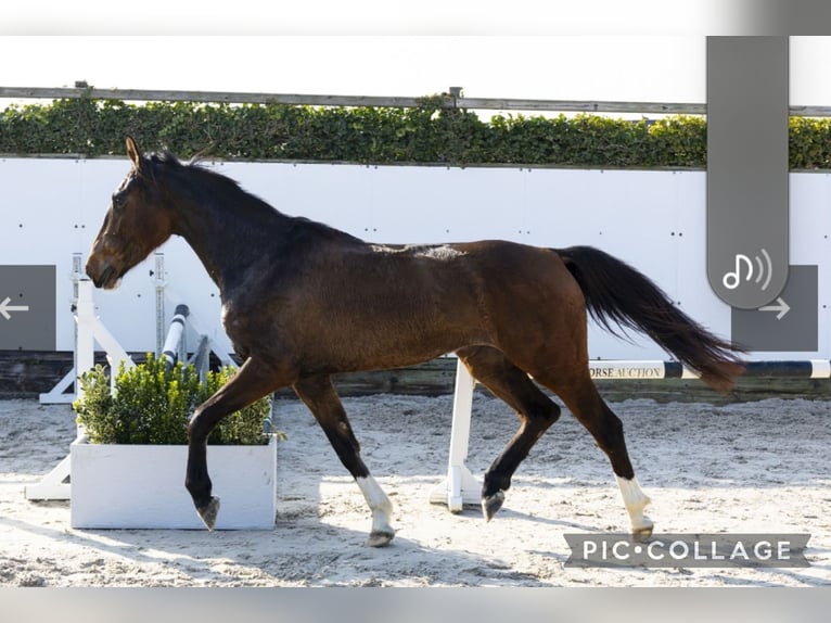 Anglo European Studbook Stute 3 Jahre 160 cm Brauner in Eksel