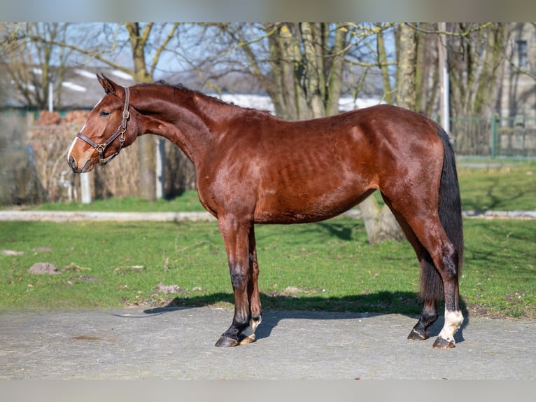 Anglo European Studbook Stute 3 Jahre 160 cm Brauner in GROTE-BROGEL