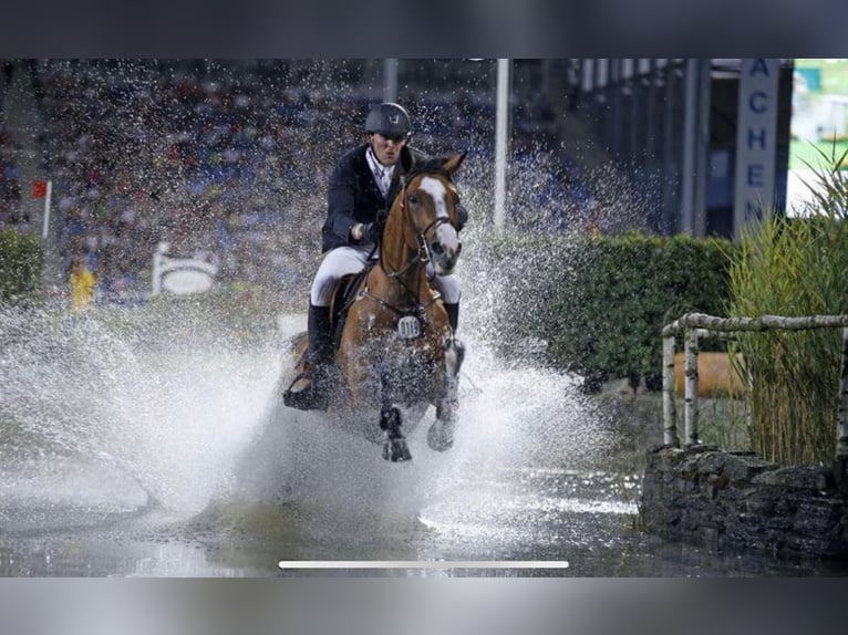 Anglo European Studbook Stute 3 Jahre 160 cm Brauner in Wijchmaal