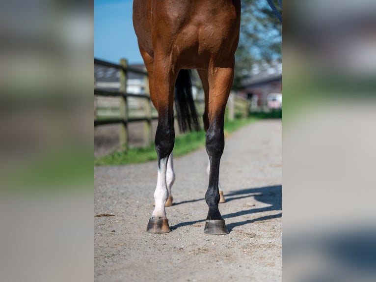 Anglo European Studbook Stute 3 Jahre 160 cm Brauner in Wijchmaal