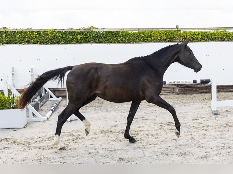 Anglo European Studbook Stute 3 Jahre 160 cm Rappe in Waddinxveen