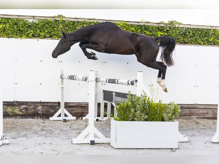 Anglo European Studbook Stute 3 Jahre 160 cm Rappe in Waddinxveen