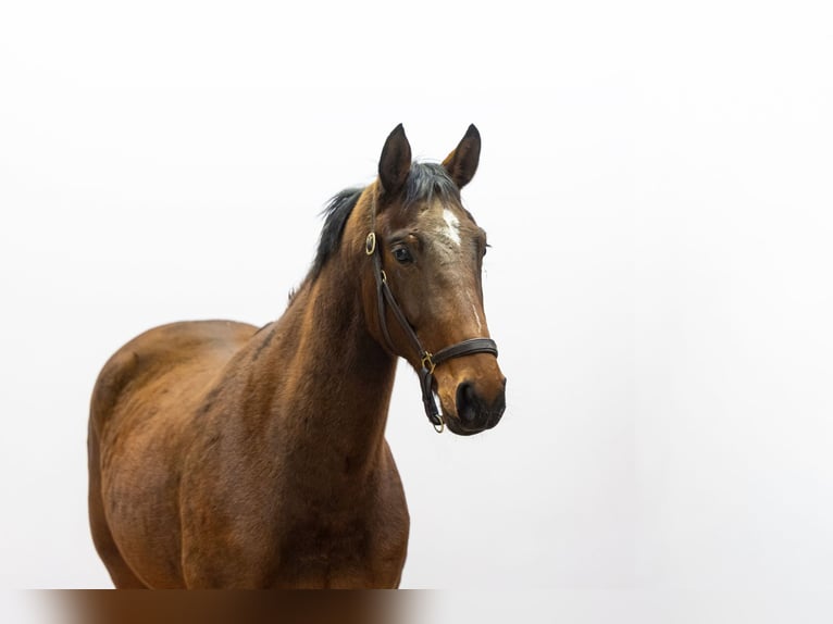 Anglo European Studbook Stute 3 Jahre 161 cm Brauner in Waddinxveen