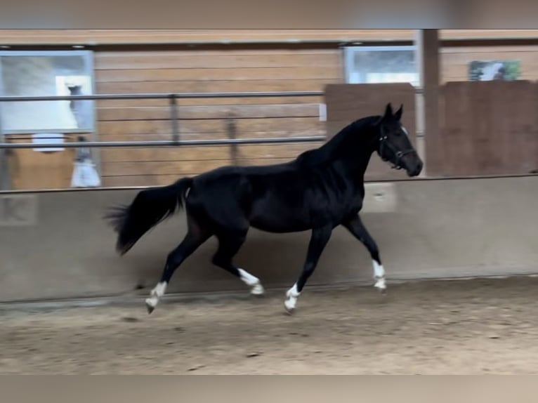 Anglo European Studbook Stute 3 Jahre 161 cm Dunkelbrauner in Donaueschingen