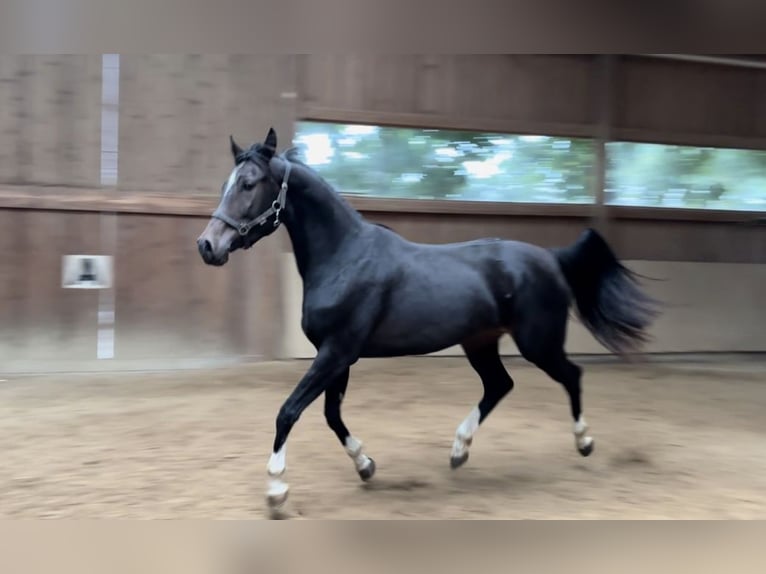 Anglo European Studbook Stute 3 Jahre 161 cm Dunkelbrauner in Donaueschingen
