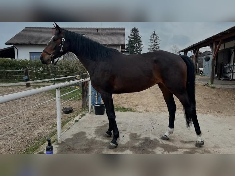 Anglo European Studbook Stute 3 Jahre 161 cm Rotbrauner in Ostrowo M&#x142;yn