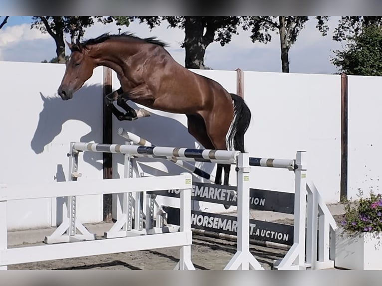 Anglo European Studbook Stute 3 Jahre 164 cm Brauner in Waddinxveen