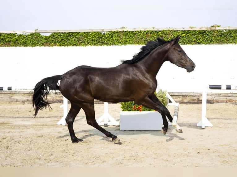 Anglo European Studbook Stute 3 Jahre 164 cm Schwarzbrauner in Waddinxveen