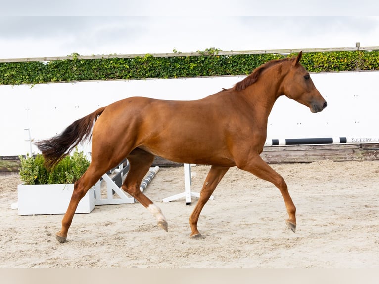 Anglo European Studbook Stute 3 Jahre 167 cm Fuchs in Waddinxveen Anglo European Studbook Stute 3 Jahre 167 cm Fuchs in Waddinxveen