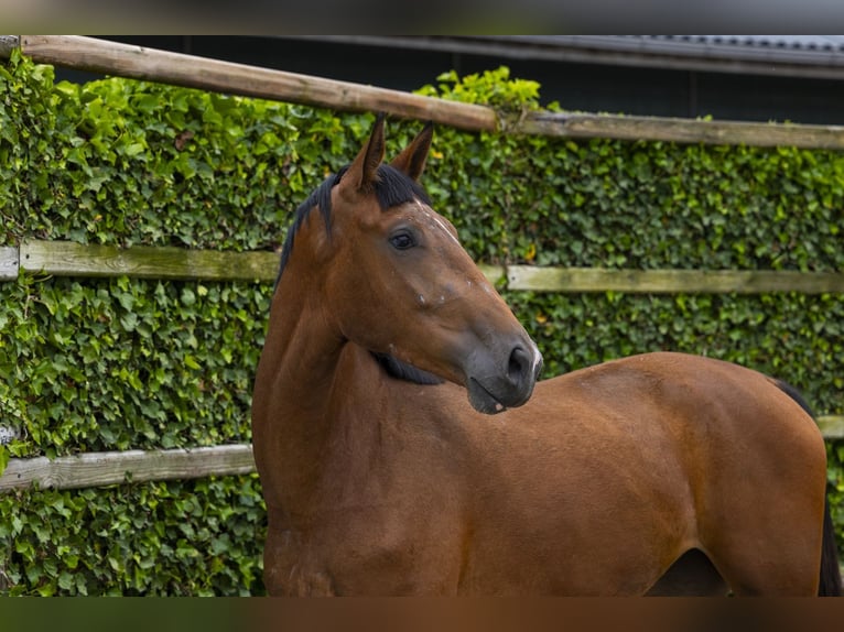 Anglo European Studbook Stute 3 Jahre 171 cm Brauner in Waddinxveen