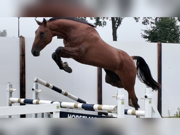 Anglo European Studbook Stute 3 Jahre 174 cm Fuchs in Waddinxveen