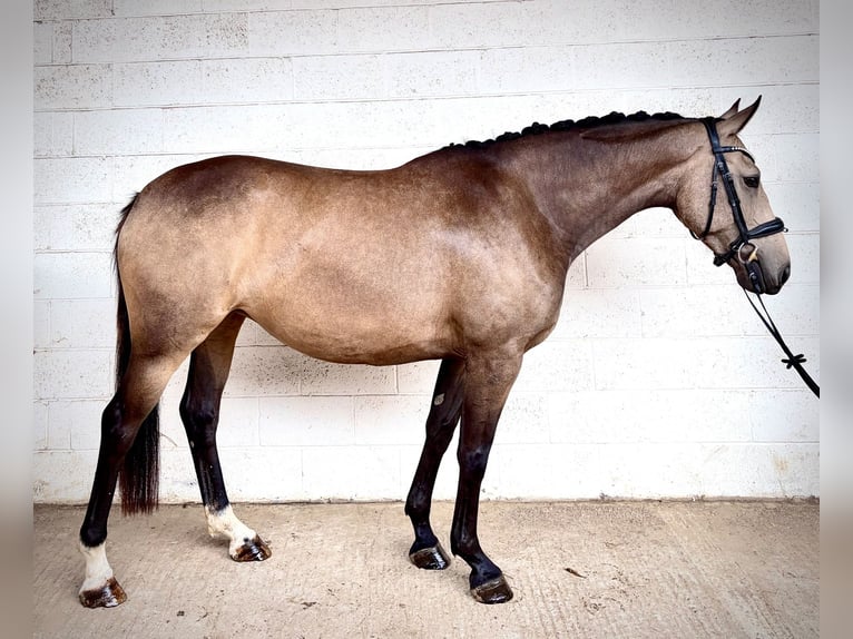 Anglo European Studbook Stute 4 Jahre 158 cm Falbe in grantham