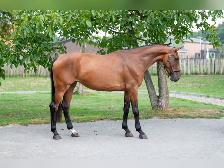 Anglo European Studbook Stute 4 Jahre 160 cm Brauner in GROTE-BROGEL