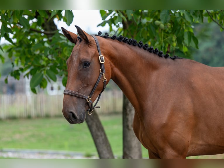 Anglo European Studbook Stute 4 Jahre 160 cm Brauner in GROTE-BROGEL